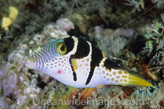 Saddled Pufferfish Canthigaster valentini photo Saddled Pufferfish Canthigaster valentini photo