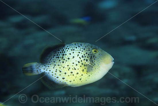 Yellow-margin Triggerfish juvenile photo