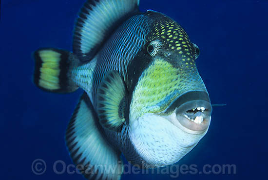 Titan Triggerfish Balistoides viridescens photo