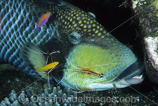 Titan Triggerfish (Balistoides viridescens) - being cleaned by Cleaner Shrimp (Lysmata amboinensis). Found thoughout the Great Barrier Reef, NW Australia, SE Asia and Indo-central Pacific. Photo - Gary Bell