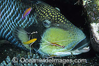 Titan Triggerfish cleaned by Cleaner Shrimp Photo - Gary Bell