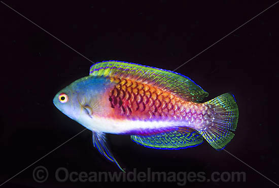 Blue scaled Fairy-wrasse photo