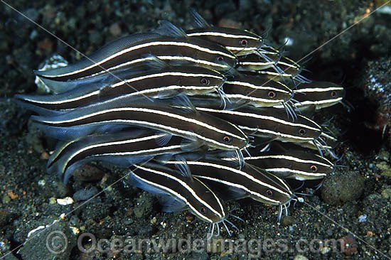 Striped Catfish (Plotosus lineatus). Found throughout the Indo-West Pacific, including Great Barrier Reef, Australia, extending to sub-tropical regions. Often seen in large schools, but adults seperate at night to feed. Also known as Coral Catfish. Photo - Gary Bell