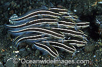 Striped Catfish Plotosus lineatus Photo - Gary Bell