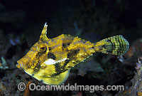 Spotted Filefish Photo - Gary Bell