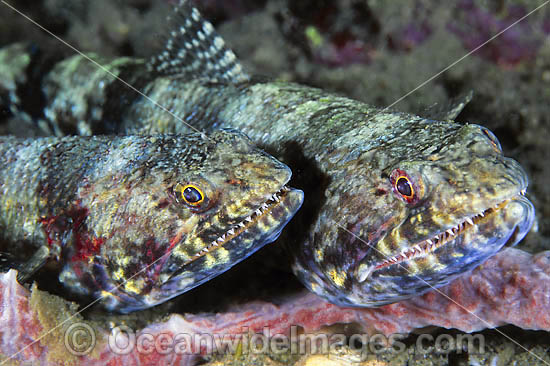 Variegated Lizardfish Synodus variegatus photo Variegated Lizardfish Synodus variegatus photo