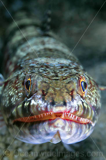 Variegated Lizardfish Synodus variegatus photo Variegated Lizardfish Synodus variegatus photo