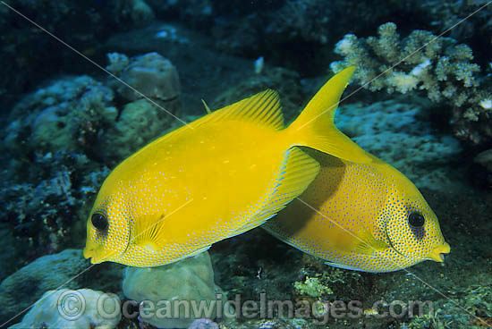 Pacific Coral Rabbitfish Siganus tetrazonus photo