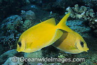 Pacific Coral Rabbitfish Siganus tetrazonus Photo - Gary Bell