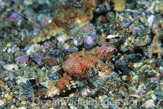 Short Seamoth Eurypegasus draconis photo Short Seamoth Eurypegasus draconis photo