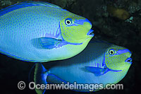 Big-nose Unicornfish Naso vlamingii Photo - Gary Bell