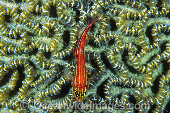 Striped Threefin (Helcogramma striatum) - on brain coral. Also known as Triplefin. Found on tropical coral reefs throughout the West Pacific from Japan to northern Australia Photo - Gary Bell Striped Threefin (Helcogramma striatum) - on brain coral. Also known as Triplefin. Found on tropical coral reefs throughout the West Pacific from Japan to northern Australia Photo - Gary Bell