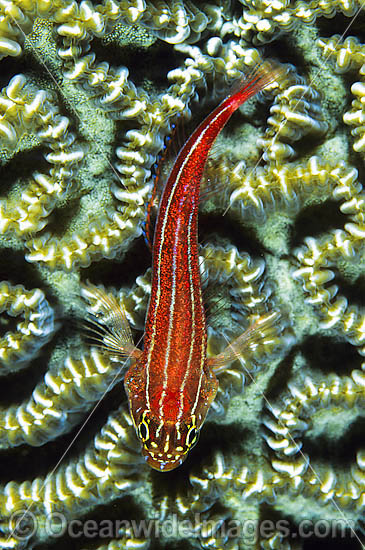 Striped Threefin (Helcogramma striatum) - on brain coral. Also known as Triplefin. Found on tropical coral reefs throughout the West Pacific from Japan to northern Australia Photo - Gary Bell Striped Threefin (Helcogramma striatum) - on brain coral. Also known as Triplefin. Found on tropical coral reefs throughout the West Pacific from Japan to northern Australia Photo - Gary Bell