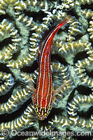 Striped Triplefin on Brain Coral Photo - Gary Bell