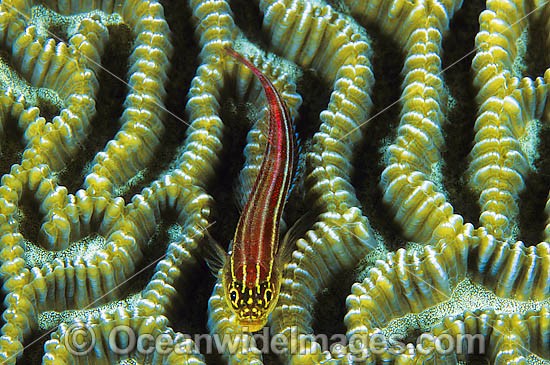 Striped Threefin (Helcogramma striatum) - on brain coral. Also known as Triplefin. Found on tropical coral reefs throughout the West Pacific from Japan to northern Australia Photo - Gary Bell