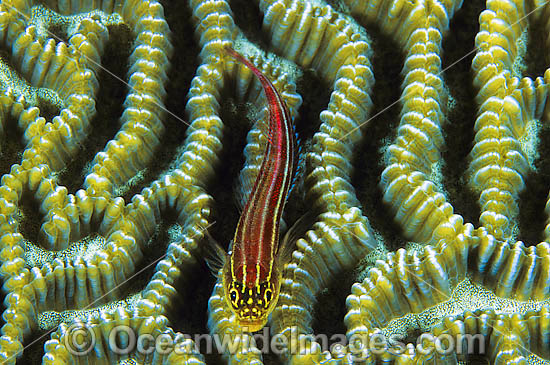 Striped Triplefin on Brain Coral photo