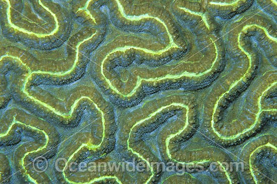 Brain Coral polyp detail photo