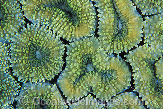 Mussid Coral Polyp detail photo Mussid Coral Polyp detail photo