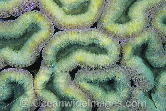 Mussid Coral (Lobophyllia sp.) - showing polyp detail. Found throughout the Indo-West Pacific, including the Great Barrier reef, Australia Photo - Gary Bell