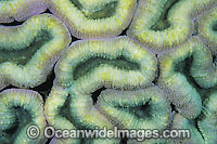 Mussid Coral polyp detail Photo - Gary Bell