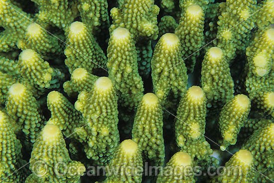 Coral (Acropora sp.) - showing polyp detail. Found throughout the Indo-West Pacific, including the Great Barrier reef, Australia Photo - Gary Bell