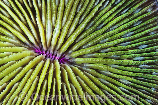 Mushroom Coral polyp detail photo