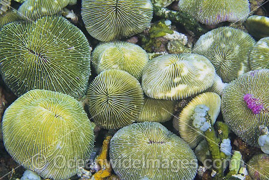 Mushroom Coral (Fungia sp.) - individual corals clustered together on the reef. Found throughout the Indo-West Pacific, including the Great Barrier reef, Australia Photo - Gary Bell