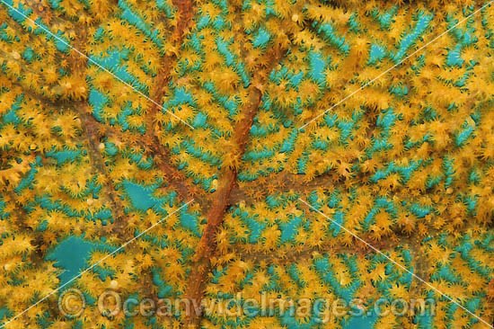 Fan Coral (Unidentified sp.) - showing polyp detail. Found throughout the Indo-West Pacific, including the Great Barrier Reef, Australia. Photo - Gary Bell
