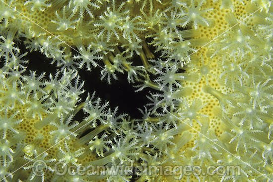 Mushroom Leather Coral (Sarcophyton sp.) - showing polyp detail. Found throughout the Indo-West Pacific, including the Great Barrier Reef, Australia Photo - Gary Bell
