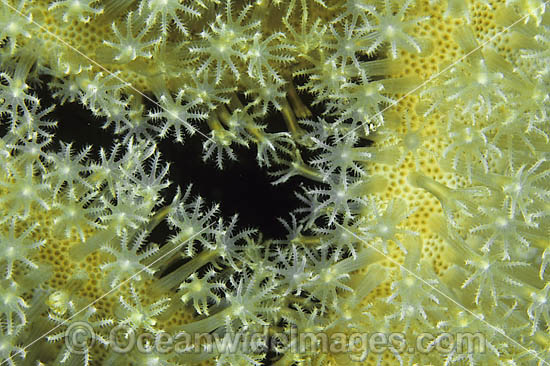 Mushroom Leather Coral Sarcophyton sp. photo Mushroom Leather Coral Sarcophyton sp. photo