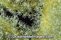 Mushroom Leather Coral Sarcophyton sp. Photo - Gary Bell