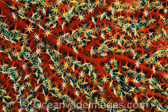 Fan Coral Acalycigorgia sp. photo Fan Coral Acalycigorgia sp. photo