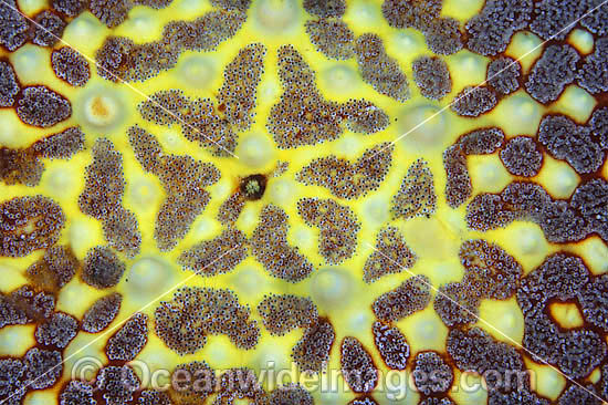 Sea Star (Pentaceraster sp: possibly regulus) - showing detail of upper centre. Found throughout Indo-Pacific, including Great Barrier Reef, Australia. Photo taken at Lembeh Strait, Sulawesi, Indonesia Photo - Gary Bell Sea Star (Pentaceraster sp: possibly regulus) - showing detail of upper centre. Found throughout Indo-Pacific, including Great Barrier Reef, Australia. Photo taken at Lembeh Strait, Sulawesi, Indonesia Photo - Gary Bell