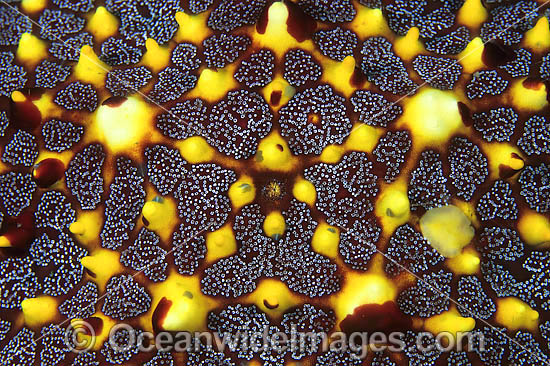 Sea Star (Pentaceraster sp: possibly regulus) - showing detail of upper centre. Found throughout Indo-Pacific, including Great Barrier Reef, Australia. Photo taken at Lembeh Strait, Sulawesi, Indonesia Photo - Gary Bell Sea Star (Pentaceraster sp: possibly regulus) - showing detail of upper centre. Found throughout Indo-Pacific, including Great Barrier Reef, Australia. Photo taken at Lembeh Strait, Sulawesi, Indonesia Photo - Gary Bell