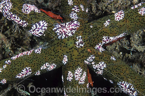 Jellyfish and Shrimps on Sea Star photo