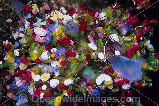 Colourful Sea Tunicates photo Colourful Sea Tunicates photo