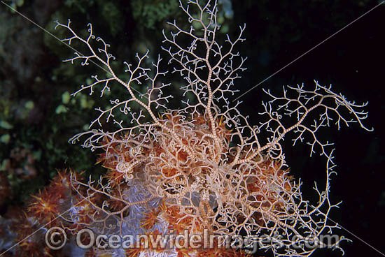 Basket Star (Astroboa nuda) - feeding at night with arms extended, using soft coral as a platform to feed from. Found throughout the Indo-West Pacific, including the Great Barrier Reef, Australia Photo - Gary Bell