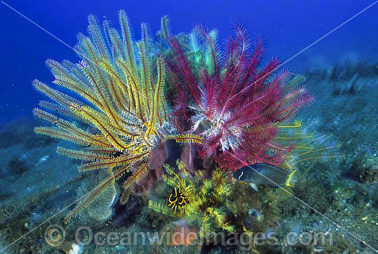 Crinoid Feather Star (Comaster multibrachiatus). Also known as Crinoid. Found throughout Indo-Pacific. Photo taken at Tulamben, Bali, Indonesia Photo - Gary Bell Crinoid Feather Star (Comaster multibrachiatus). Also known as Crinoid. Found throughout Indo-Pacific. Photo taken at Tulamben, Bali, Indonesia Photo - Gary Bell