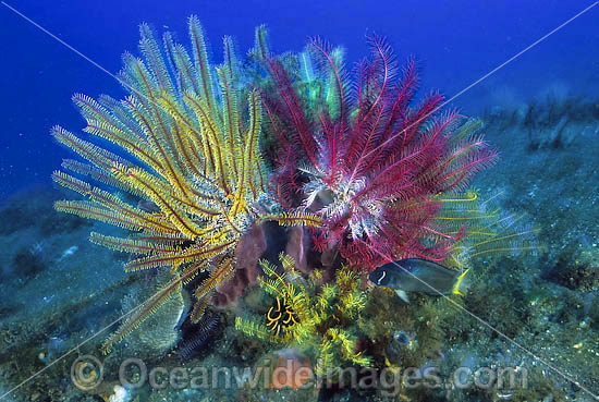 Feather Star Comaster multibrachiatus photo