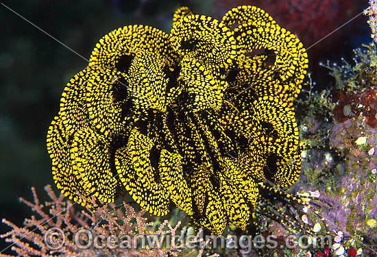Feather Star photo Feather Star photo