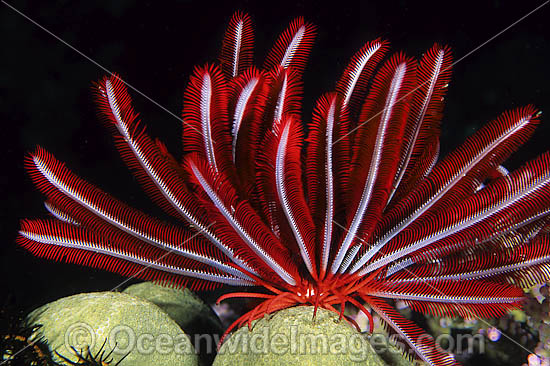 Crinoid Feather Star (Himerometra robustipinna). Also known as Crinoid. Found throughout the Indo-West Pacific, including the Great Barrier Reef, Australia Photo - Gary Bell Crinoid Feather Star (Himerometra robustipinna). Also known as Crinoid. Found throughout the Indo-West Pacific, including the Great Barrier Reef, Australia Photo - Gary Bell
