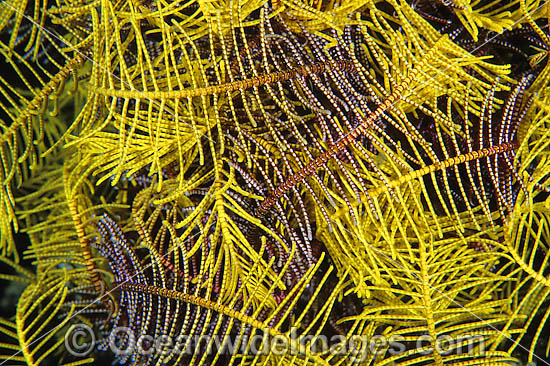 Crinoid Feather Star (Comaster multibrachiatus) - detail of feeding arms. Also known as Crinoid. Found throughout Indo Pacific. Photo taken at Tulamben, Bali, Indonesia Photo - Gary Bell Crinoid Feather Star (Comaster multibrachiatus) - detail of feeding arms. Also known as Crinoid. Found throughout Indo Pacific. Photo taken at Tulamben, Bali, Indonesia Photo - Gary Bell