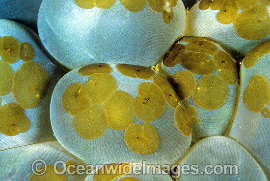 Acoela Flatworm on Bubble Coral photo Acoela Flatworm on Bubble Coral photo