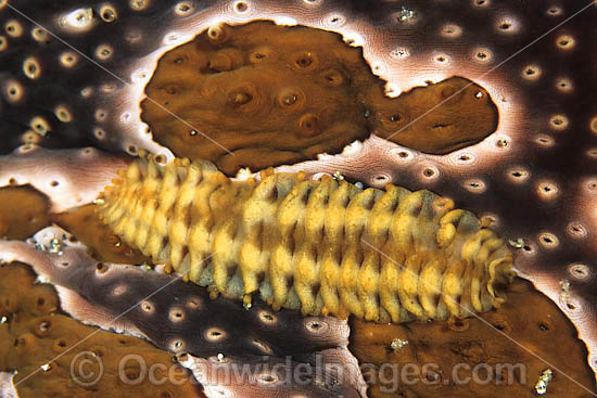 Polynoid Worm living on Sea Cucumber photo