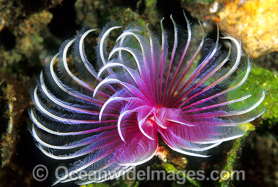 Feather Duster Tubeworm photo