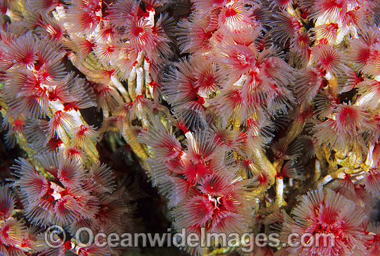 Tubeworm colony photo Tubeworm colony photo