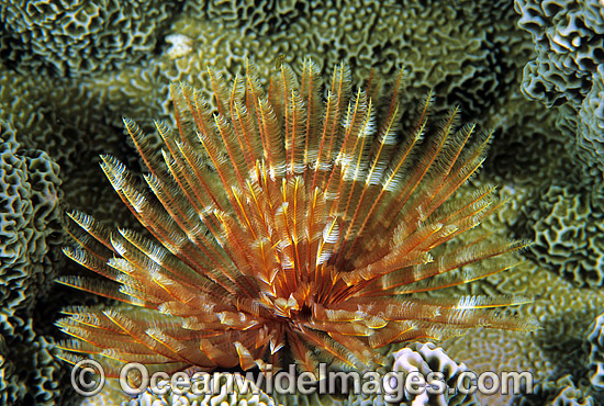 Feather Duster Tubeworm photo