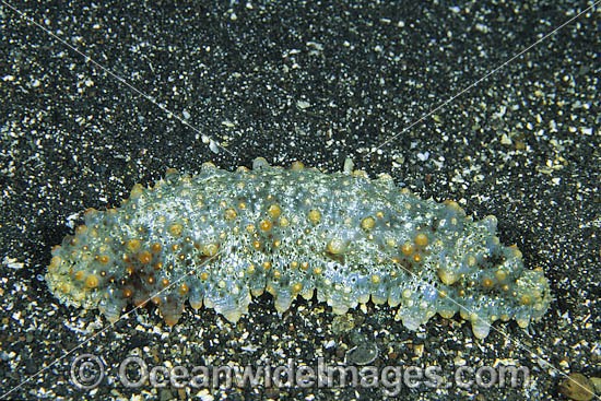 Sea Cucumber Stichopus sp. photo