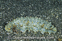 Sea Cucumber Stichopus sp. Photo - Gary Bell