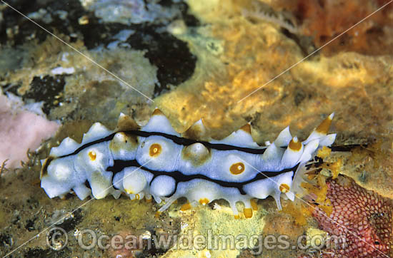 Sea Cucumber with feeding mouth extended photo